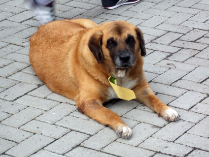 Imagem da notícia 'Com profundo pesar, noticiamos o falecimento do nosso querido mascote Thor'